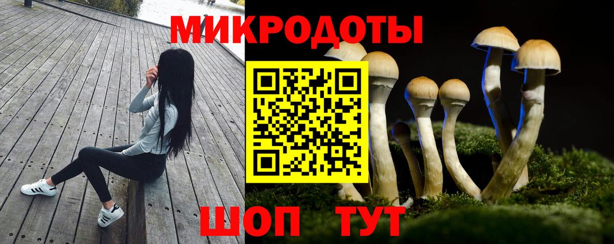 Галлюциногенные грибы прущие грибы  Дербент  Галлюциногенные грибы Cubensis 